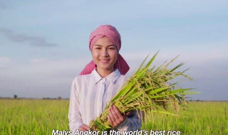 Cambodian fragrant rice ：the world's finest rice